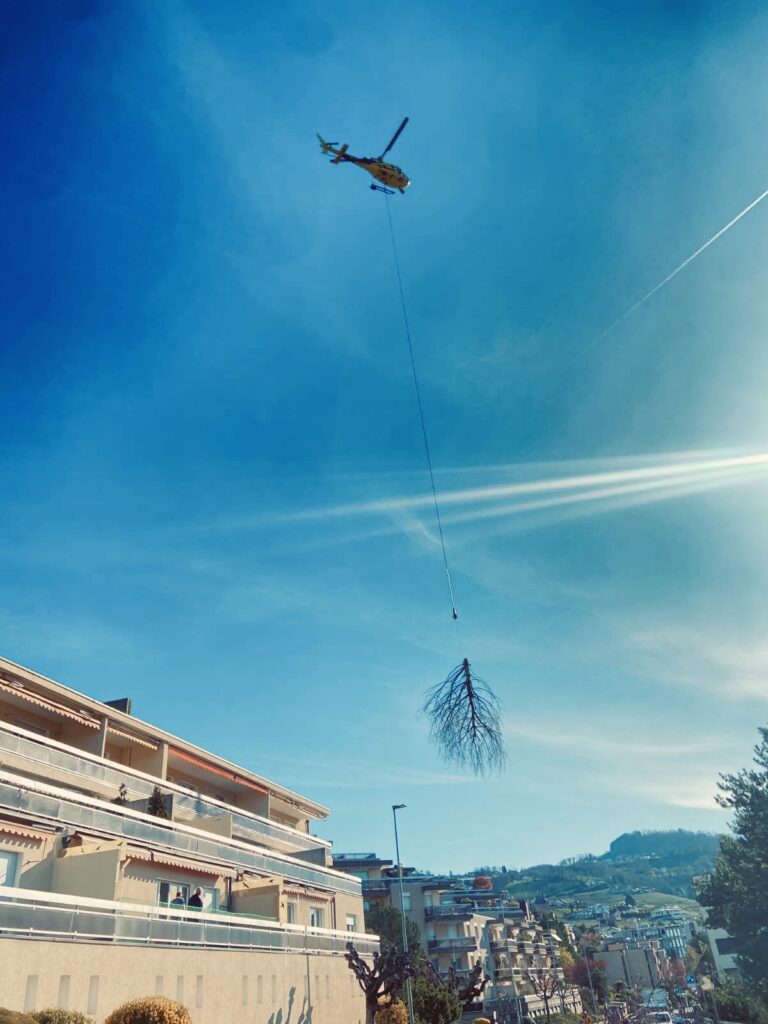 Abattage en zone difficile d'accès : entretien des arbres